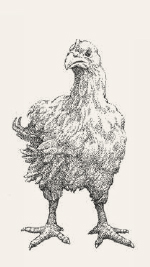 Kuře