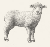 Jehněčí a kůzlečí